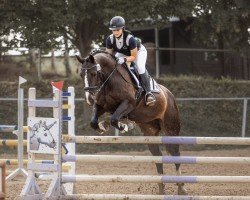 dressage horse Vee de coeur (Sachs-door. Heavy Warmbl., 2011, from Underberg)