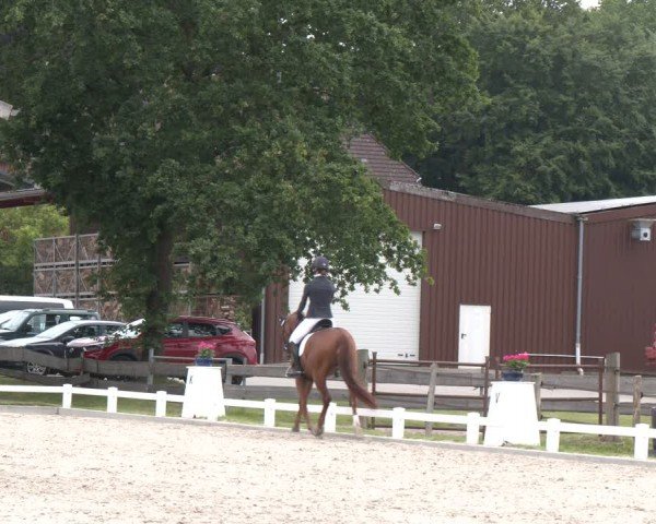 Reitturnier Brockhöfe 2024