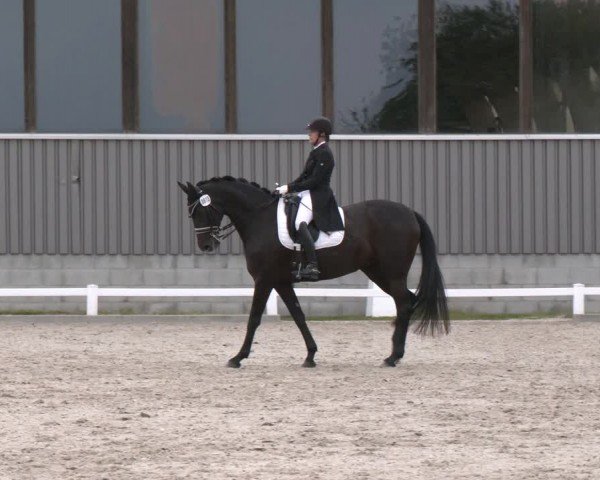 Reitturnier Brockhöfe 2024