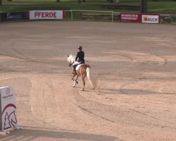 Reitturnier Stadl-Paura 2024