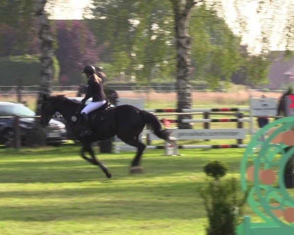 Reitturnier Hille 2024