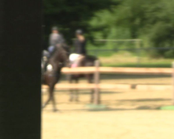 Reitturnier Oelde 2024