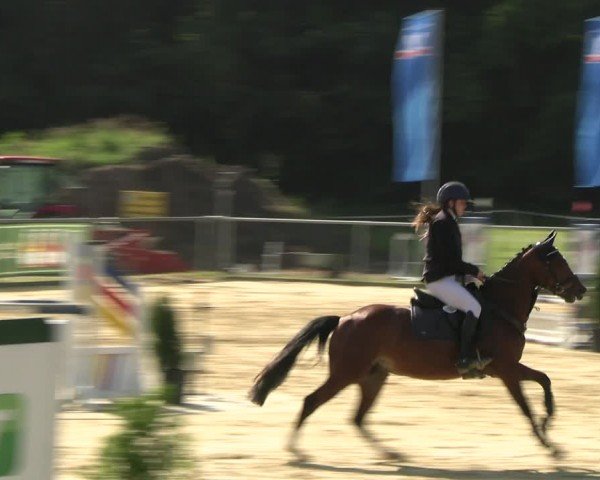 Reitturnier Oelde 2024