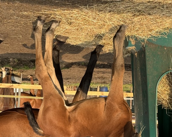 broodmare Fivala (Hanoverian, 2024, from Figari)