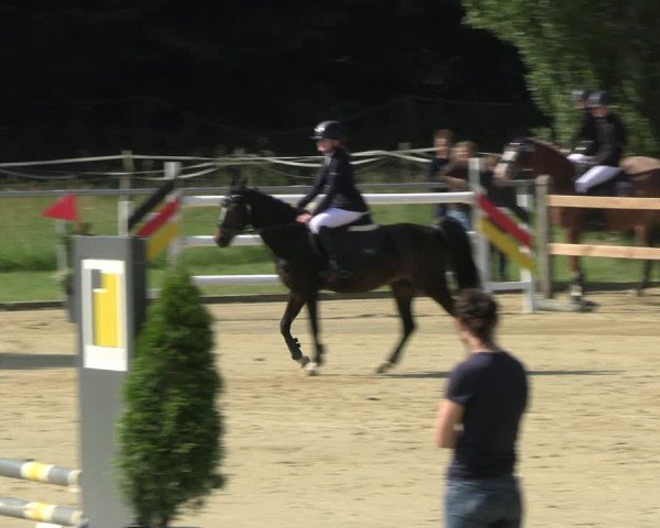 Reitturnier Oelde 2024
