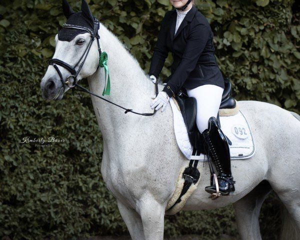 dressage horse Habe die Ehre (Hanoverian, 2015, from Hohenstaufen I)