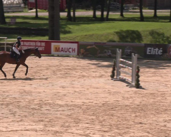 Reitturnier Stadl-Paura 2024
