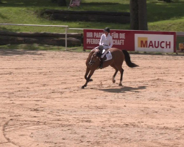 Reitturnier Stadl-Paura 2024