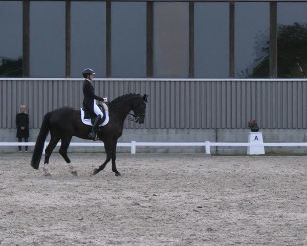 Reitturnier Brockhöfe 2024