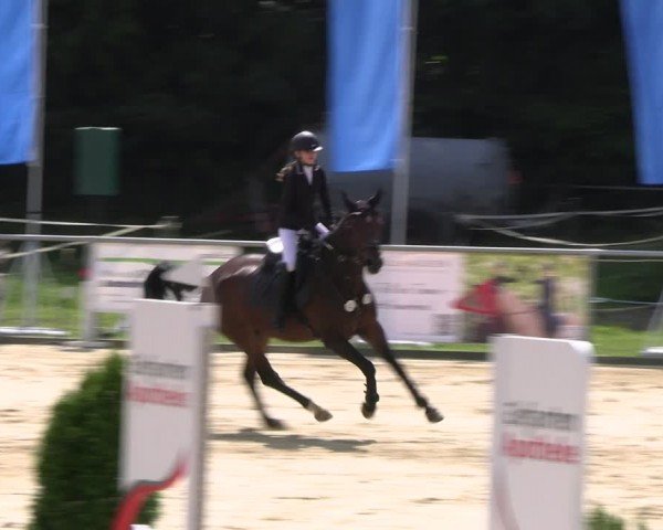 Reitturnier Oelde 2024