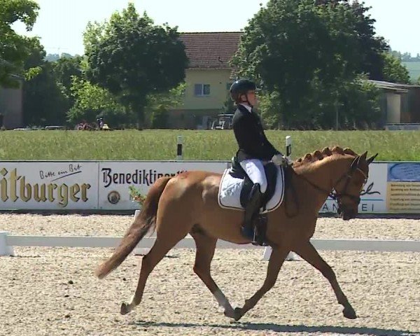 Reitturnier Rot am See- Musdorf 2024