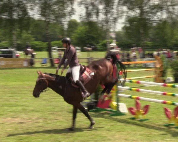 Reitturnier Hille 2024