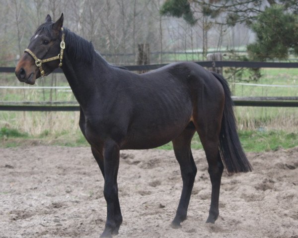 horse Smart-Diamond (Hanoverian, 2009, from Satisfaction FRH)