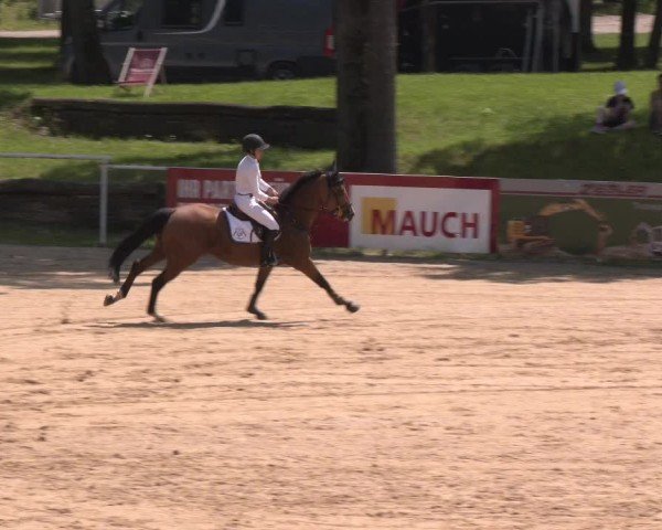 Reitturnier Stadl-Paura 2024