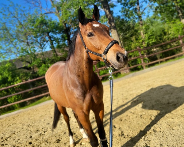 Springpferd Poly Obolensky (Rheinländer, 2012, von Polystar)