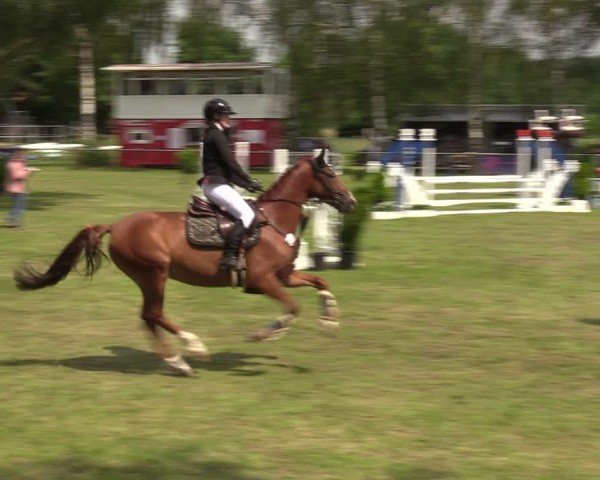 Reitturnier Hille 2024