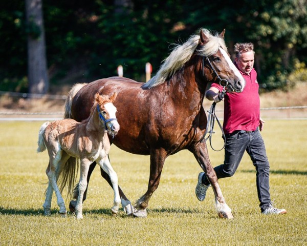 Fattrice Fini (Cavallo della Foresta Nera, 2013, di Rocky)