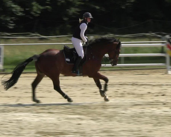 Reitturnier Oelde 2024