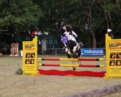 jumper Pele 74 (Pony without race description, 2013)