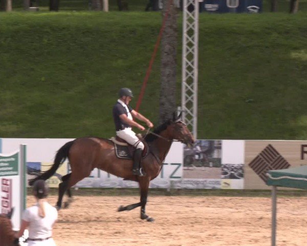 Reitturnier Stadl-Paura 2024