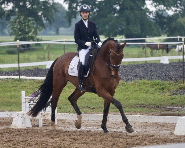 horse El Mambo 3 (Hanoverian,  , from Escolar)