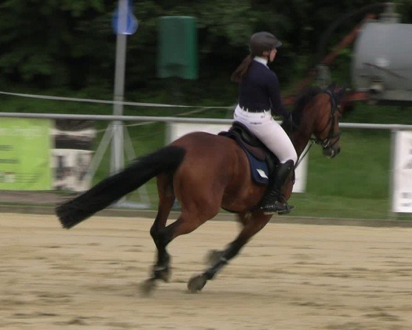Reitturnier Oelde 2024
