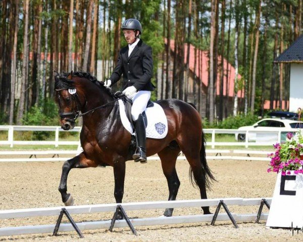 stallion Con Corneto (Oldenburg show jumper, 2020, from Contendro I) stallion Con Corneto (Oldenburg show jumper, 2020, from Contendro I)