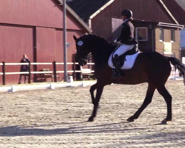 Reitturnier Sörup 2024