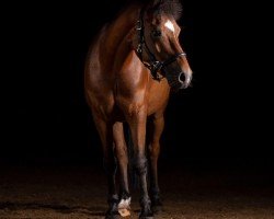Cavallo da Dressage Tymoon van de Wilgendreef (Pony senza Denominazione di Razza, 2006)