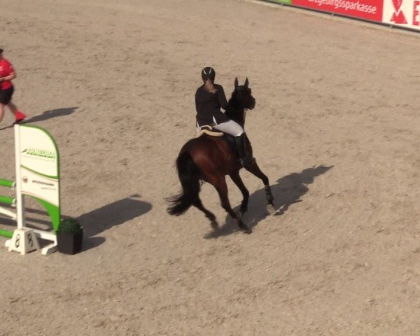 Reitturnier Dorfchemnitz 2024