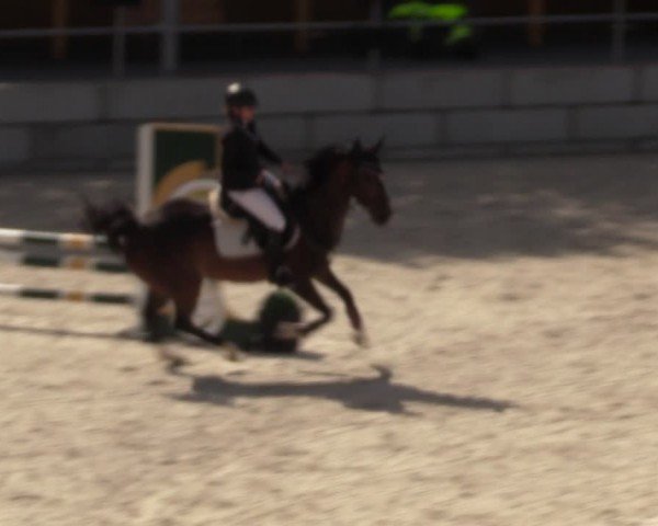 Reitturnier Dorfchemnitz 2024