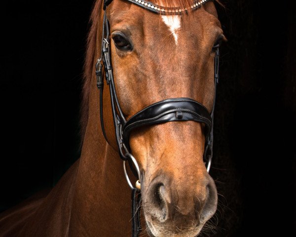 dressage horse First Choice 30 (Westphalian, 2011, from Friedensritter)