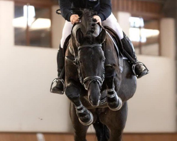 horse Orimoco (Hanoverian, 2019, from Origi D'o)