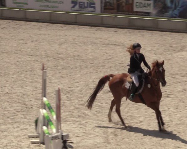 Reitturnier Dorfchemnitz 2024