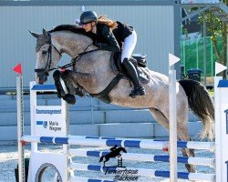 jumper Eine wie Keine HAB Z (Zangersheide riding horse, 2019)
