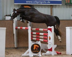 Springpferd Kaisersturm 3 (Deutsches Sportpferd, 2020, von Kaiserwind)
