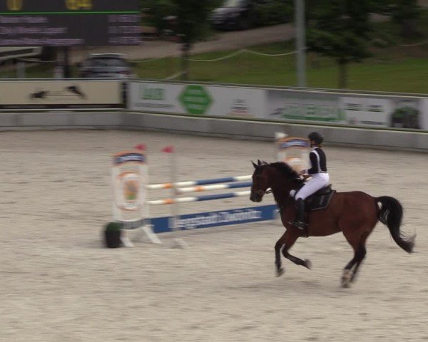 Reitturnier Dorfchemnitz 2024