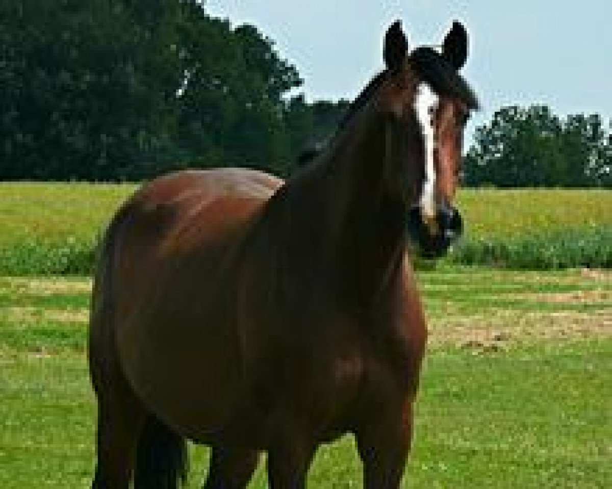 broodmare Utopia V (Holsteiner, 2004, from Casall Ask)
