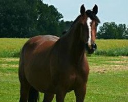 broodmare Utopia V (Holsteiner, 2004, from Casall Ask)