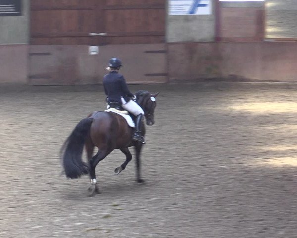 Reitturnier Herzebrock-Rheda 2021