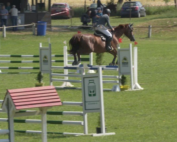 Reitturnier Sonnewalde 2024