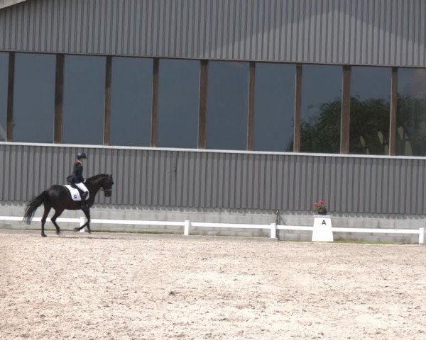 Reitturnier Brockhöfe 2024