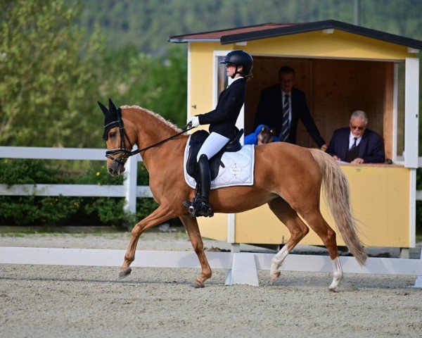 horse Arts Dolina (German Riding Pony, 2010, from Arts-Dancer-Boy)