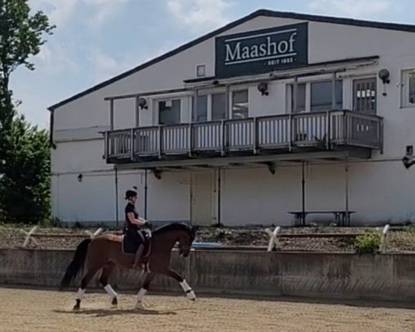 dressage horse Lalina H (Rhinelander, 2012, from Lord Luigi H)