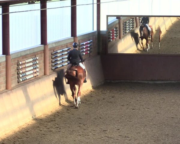 Reitturnier Herzebrock-Rheda 2021
