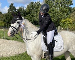 jumper Taylor Rae (Connemara Pony, 2016, from Murvey Chelton)