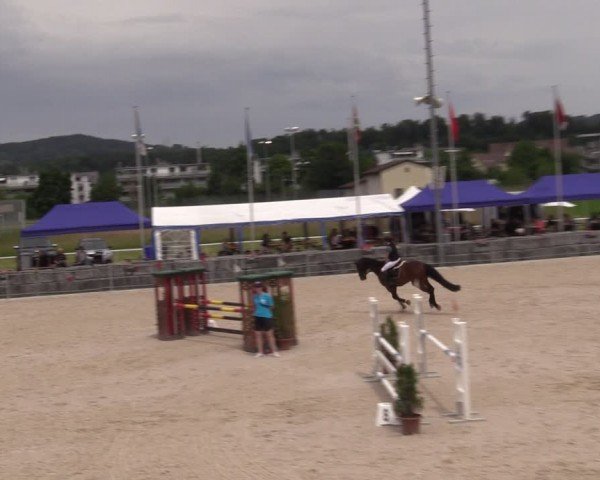 Reitturnier Fehraltorf 2024