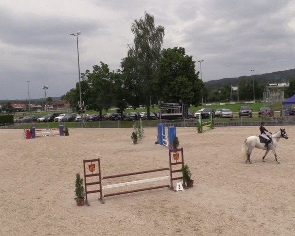 Reitturnier Fehraltorf 2024