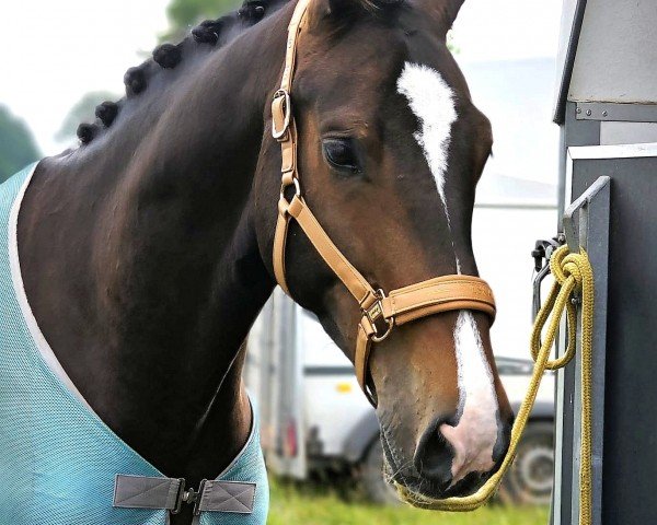 Springpferd Can Ya Makan K (Holsteiner, 2018, von Caracho)