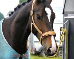 Cavallo da Dressage Can Ya Makan K (Holsteiner, 2018, di Caracho)